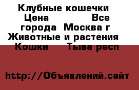 Клубные кошечки › Цена ­ 10 000 - Все города, Москва г. Животные и растения » Кошки   . Тыва респ.